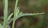 Sonchus arvensis. Часть побега. Молдова, Криулянский р-н, окр. с. Слободзея-Дужка, пойма р. Днестр. 17.08.2014.