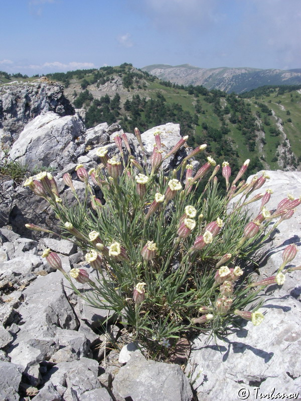 Image of Silene jailensis specimen.