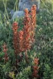genus Orobanche. Цветущие растения. Черногория, нац. парк Ловчен. 18.07.2014.