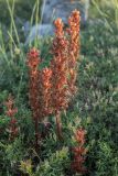 genus Orobanche