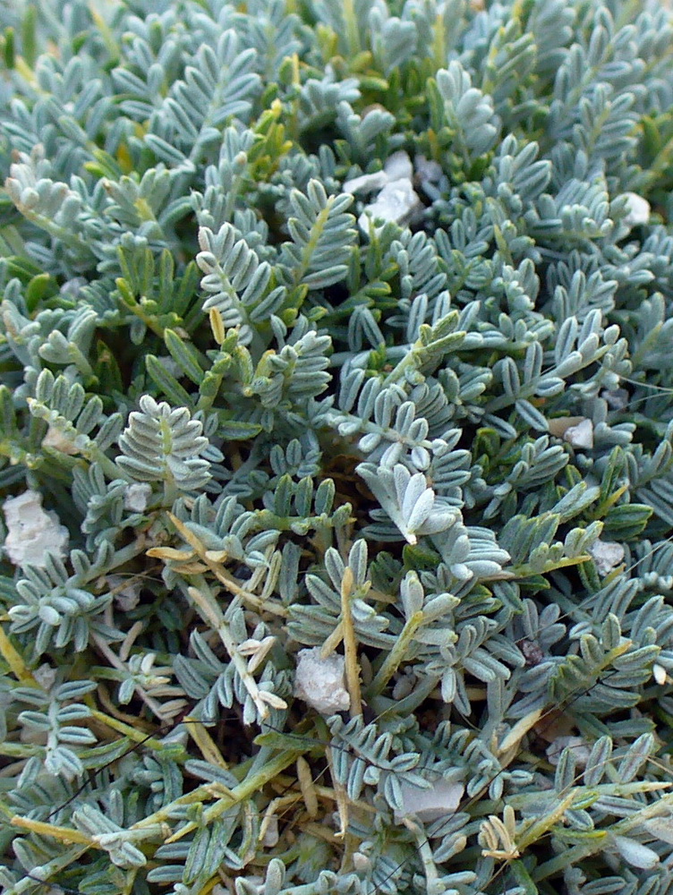 Image of genus Astragalus specimen.