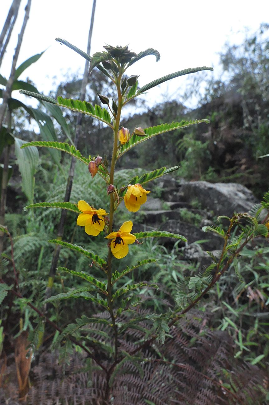 Image of genus Chamaecrista specimen.