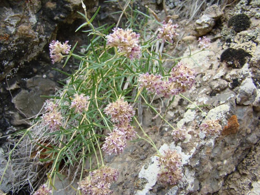 Image of Acanthophyllum coloratum specimen.