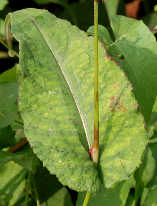 Изображение особи Bistorta amplexicaulis.