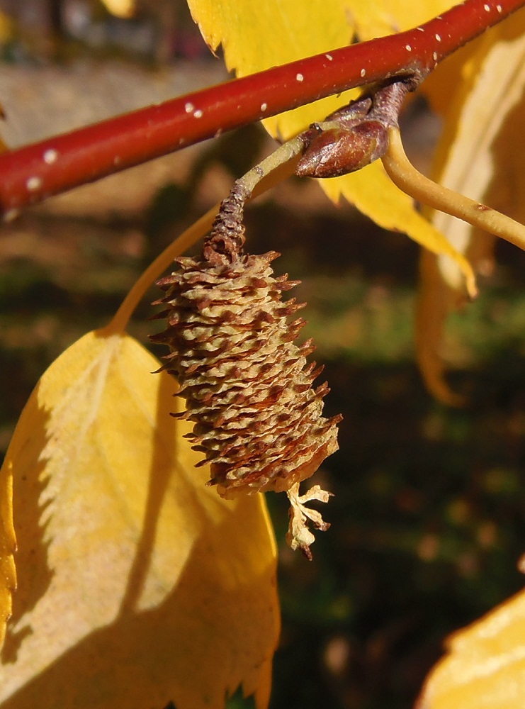 Изображение особи Betula pendula.