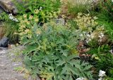 Heracleum freynianum