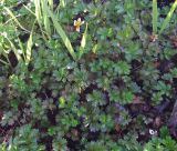 Potentilla anserina ssp. groenlandica