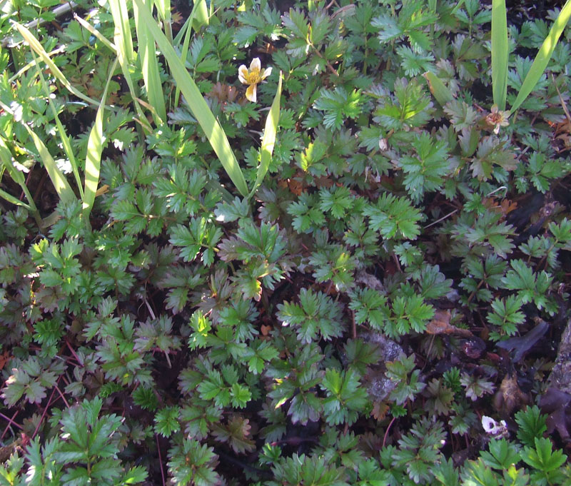 Изображение особи Potentilla anserina ssp. groenlandica.