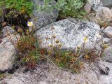 Arctanthemum hultenii