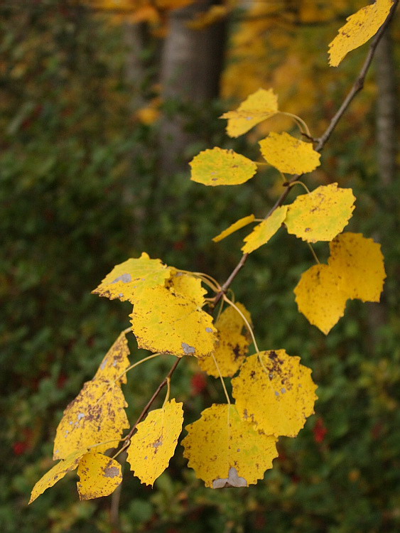 Image of Populus tremula specimen.