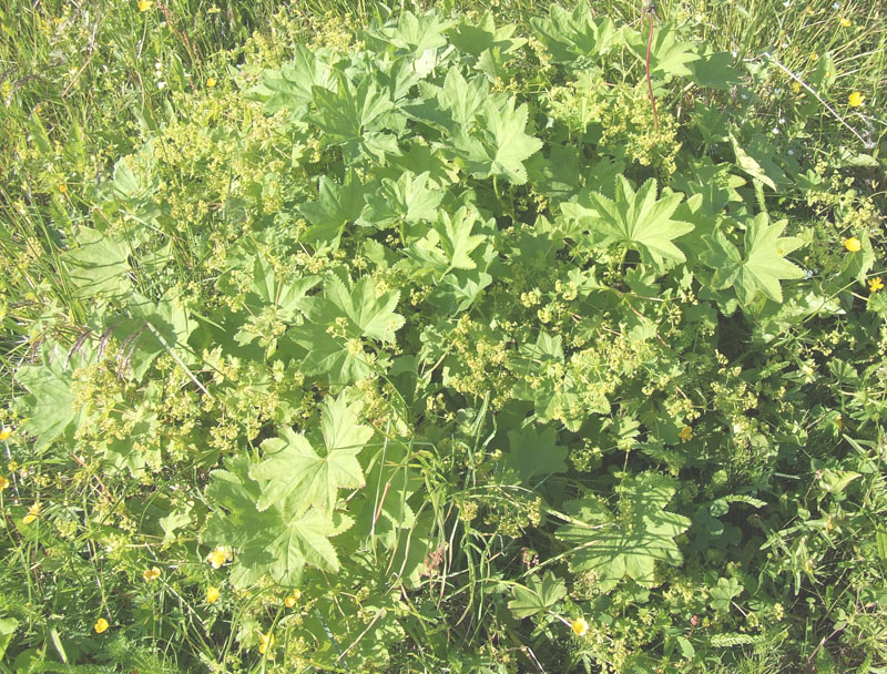 Image of genus Alchemilla specimen.