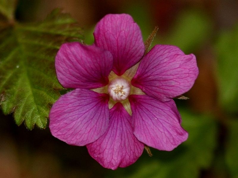 Изображение особи Rubus arcticus.