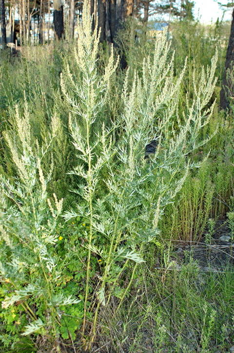 Image of genus Artemisia specimen.