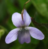 Viola acuminata