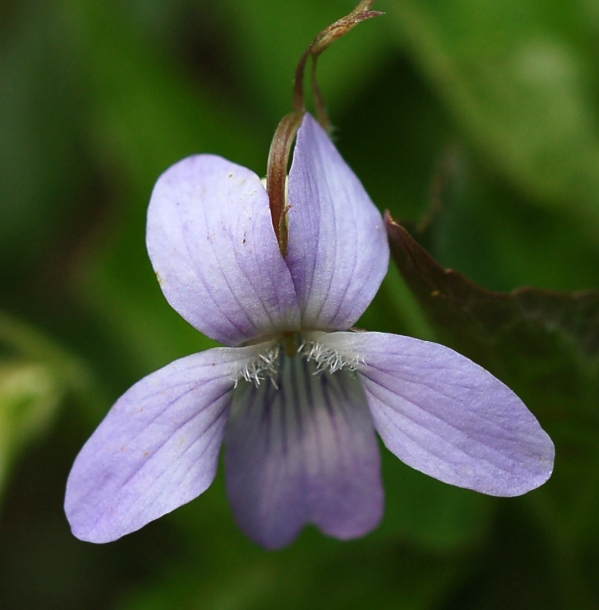 Изображение особи Viola acuminata.