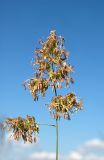 Dactylis glomerata