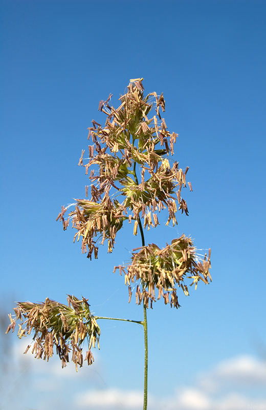 Изображение особи Dactylis glomerata.