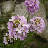 Cardamine seidlitziana