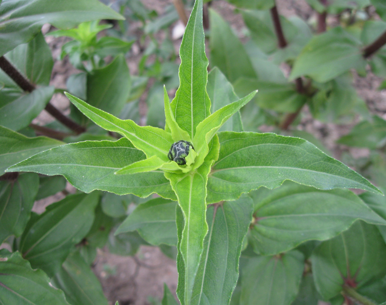 Изображение особи Zinnia elegans.