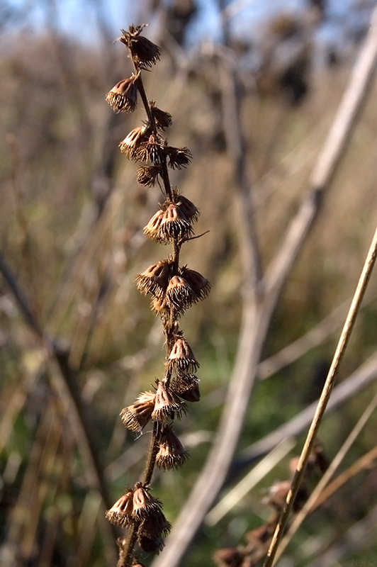 Изображение особи Agrimonia pilosa.