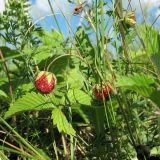 Fragaria viridis