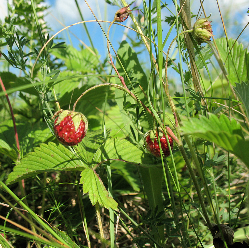 Image of Fragaria viridis specimen.