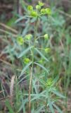 Euphorbia virgata