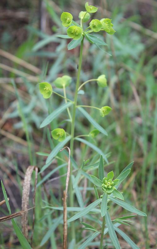 Image of Euphorbia virgata specimen.