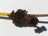 Juncus conglomeratus