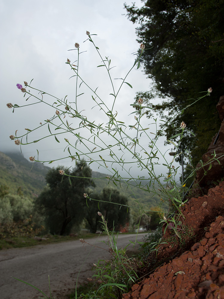 Image of Centaurea deusta specimen.