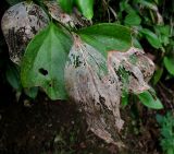 Ruscus colchicus