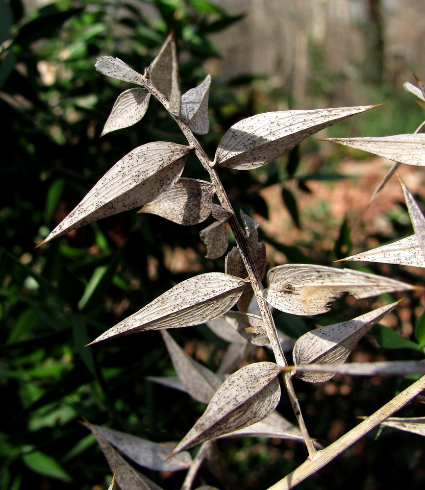 Image of Ruscus aculeatus specimen.