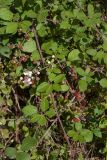 genus Rubus