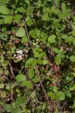 genus Rubus. Побеги с соцветием и соплодиями. Черногория, община Никшич, местность Gornje Polje, пос. Вир (Vir), близ моста через р. Зета (Zeta). 14.10.2014.