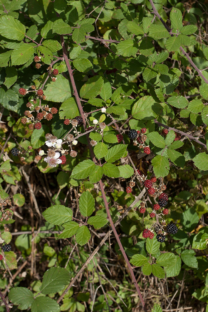 Изображение особи род Rubus.