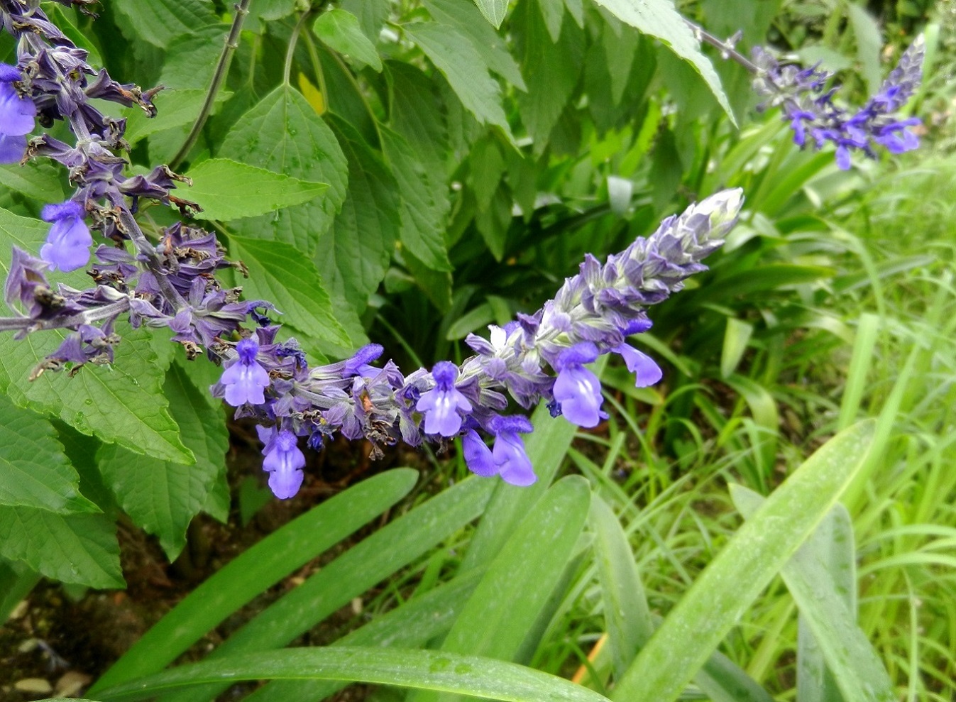 Изображение особи род Salvia.