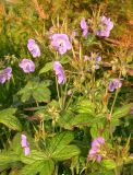 род Geranium