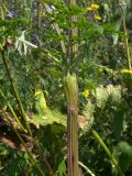 Macrosciadium alatum