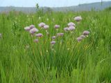 Allium schoenoprasum. Цветущее растение на лугу. Иркутская обл., Иркутский р-н, окр. пос. Боково. 19.06.2014.