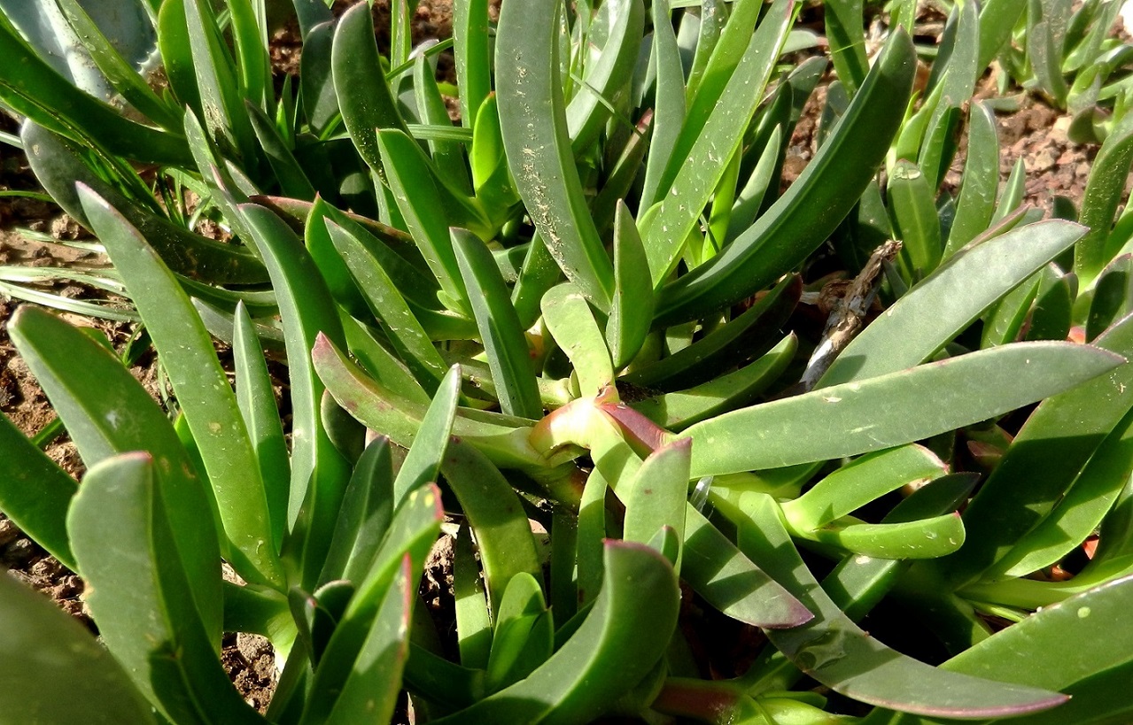 Изображение особи род Carpobrotus.