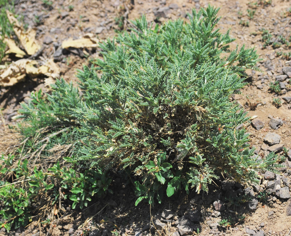 Image of Astragalus lasiosemius specimen.