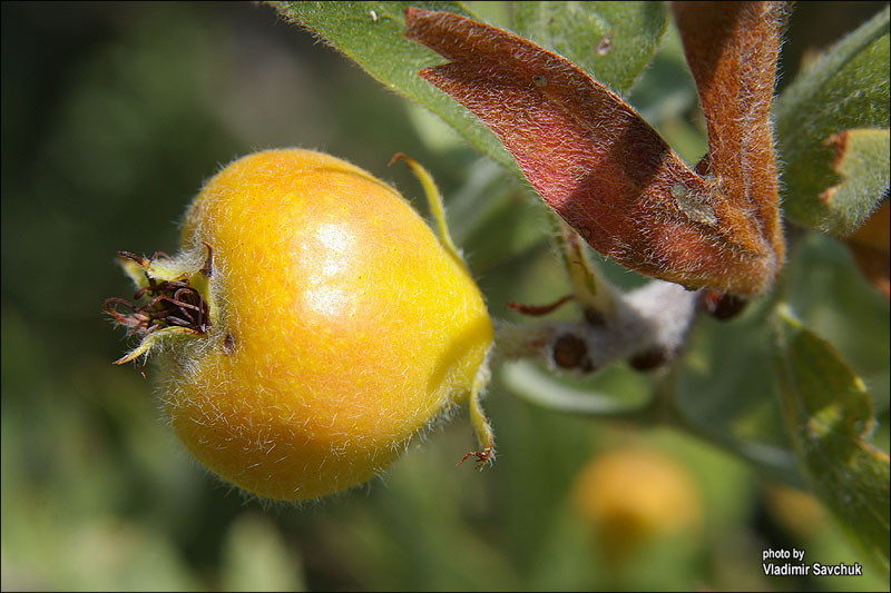 Image of Crataegus pojarkovae specimen.