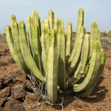 Euphorbia canariensis. Вегетирующее растение. Испания, Канарские о-ва, Тенерифе, мыс Тено, заросли суккулентных кустарников на каменистом пляже. 5 марта 2008 г.