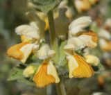 Phlomoides fetisowii. Соцветие. Кыргызстан, Нарынская обл., правый берег р. Нарын, восточнее с. Таш-Булак, предгорье хребта Джетем-Тоо. 03.07.2015.