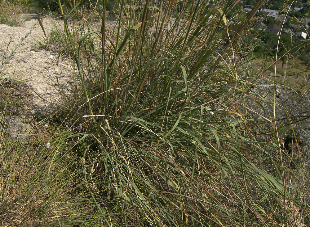 Изображение особи Eragrostis collina.
