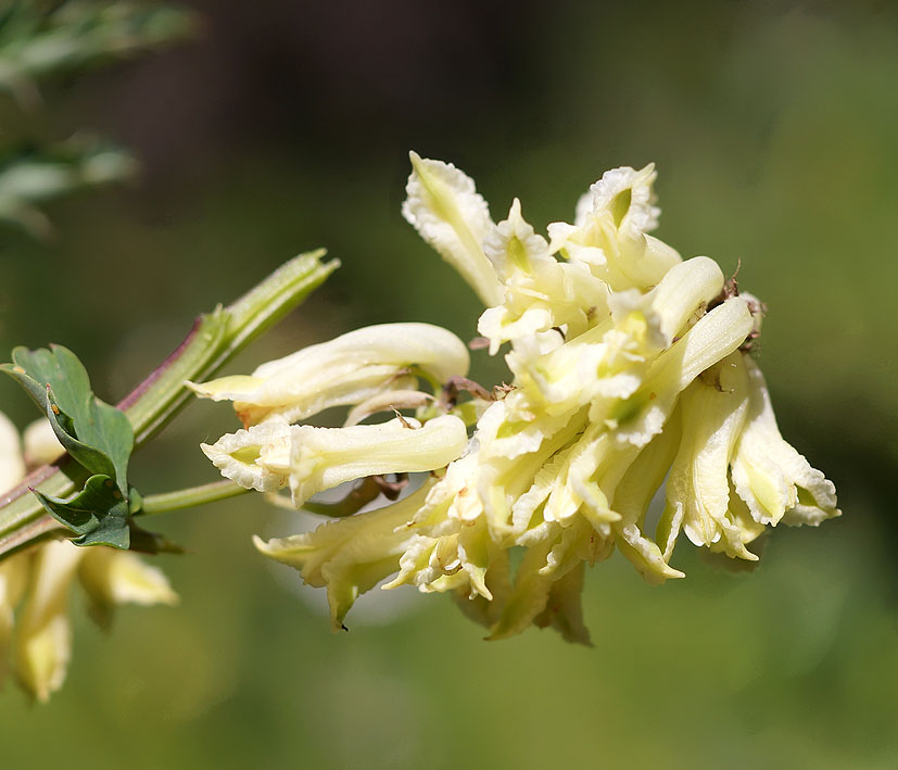 Изображение особи Corydalis semenowii.