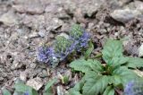 Lagotis decumbens