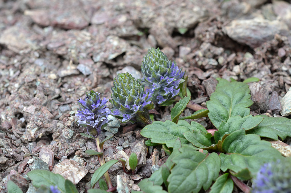 Изображение особи Lagotis decumbens.