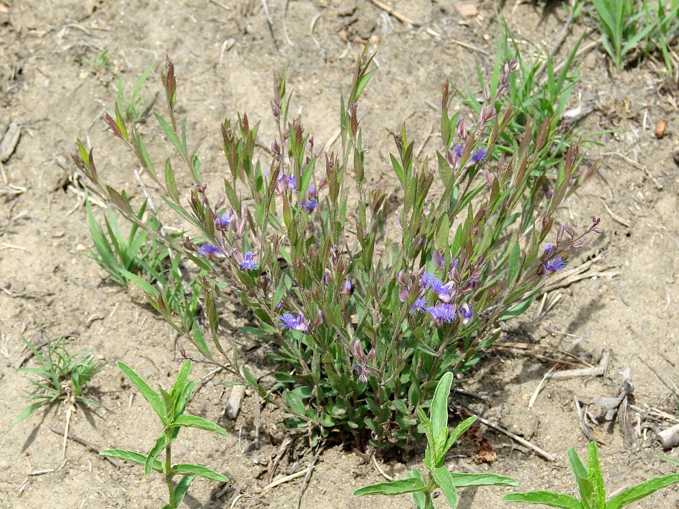 Image of Polygala sibirica specimen.