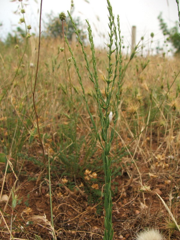 Image of Thymelaea passerina specimen.